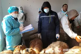 春羔配种 需要注意哪些事项图片