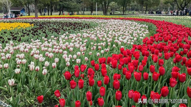 《乙巳初夏郁金香的绚烂乐章》