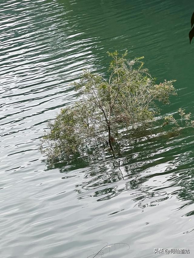 游流溪河森林公园