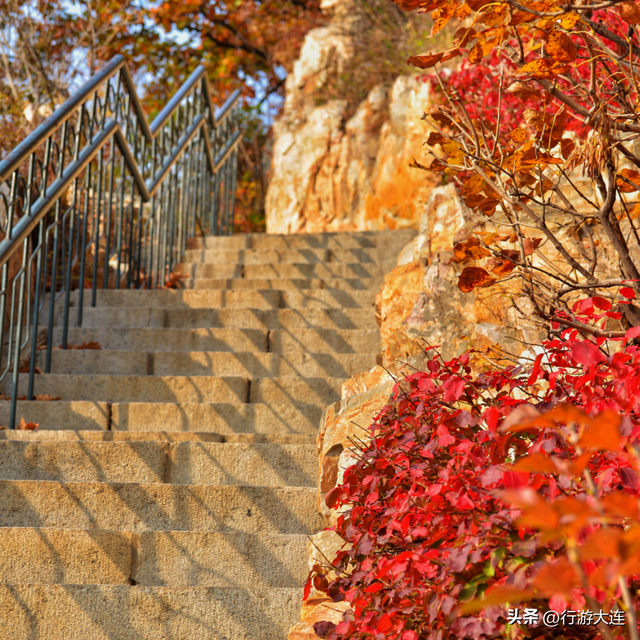 抓住这场金色盛宴！银杏“出片季”正式开启！
