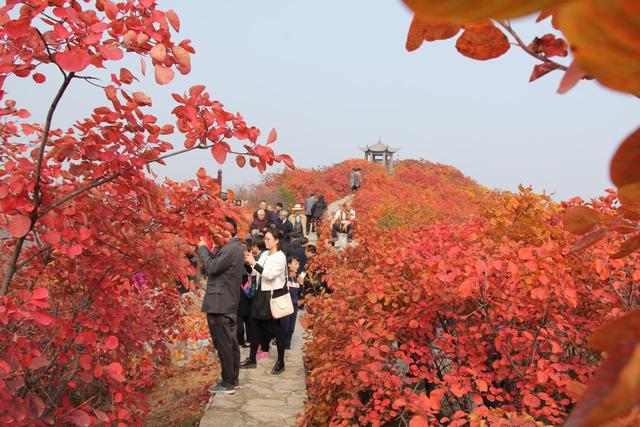 重阳登高赏红叶！这座山被河南交通广播听众的热情点燃！