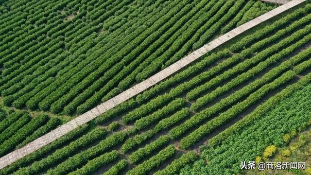 【走商洛 看变化】商洛：茶旅融合 绘就点“绿”成金新图景