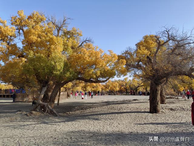 额济纳旗胡杨林