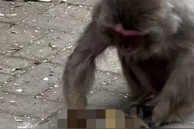 动物园猴妈妈为何不舍夭折的幼崽？专家：爱子心切，自然行为图片