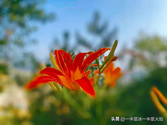 随笔:大暑,且与夏安,且待秋光