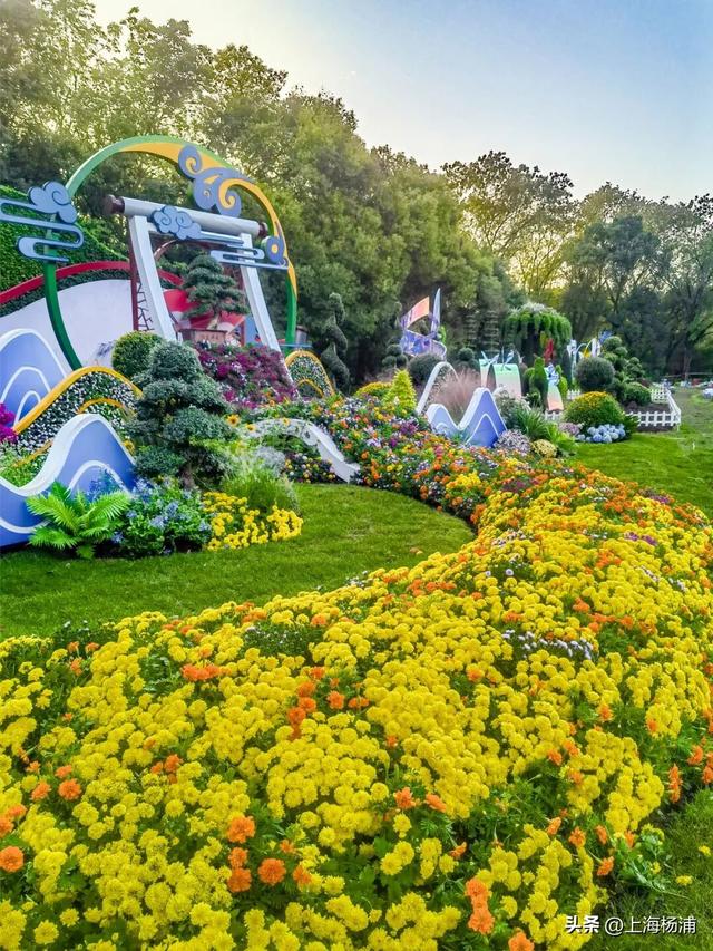 本周末起！来杨浦这个公园共赏“沪上最美菊花海”