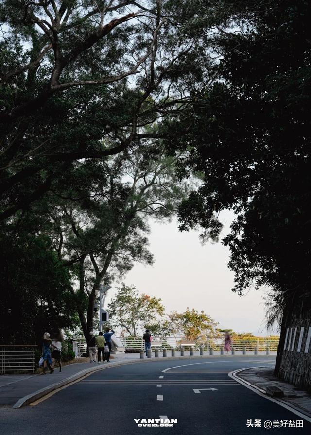 冬日限定！这里的落羽杉美出电影质感