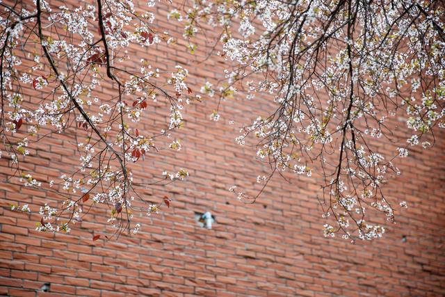 春满蓉城 花缀府河——东湖公园紫叶李盛放引市民赴春日之约