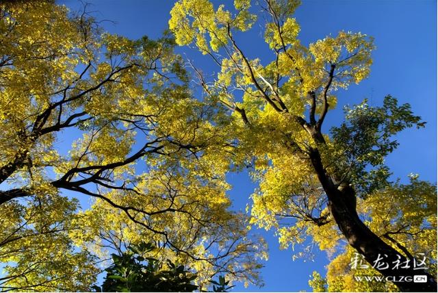 冬日秋韵醉昆明