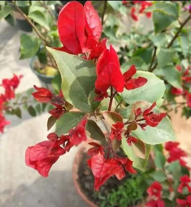 三角梅长白虫？3招在家除+1预防，别乱用药！ (2)