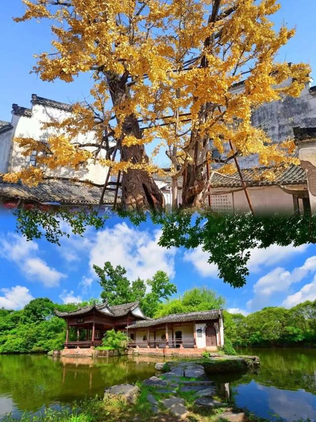 古树观鸟图鉴·研学线路① | 黄山研学太会了！《探密谜窟 自然历史穿越之旅》藏着多少惊喜？！| 皖美夏日