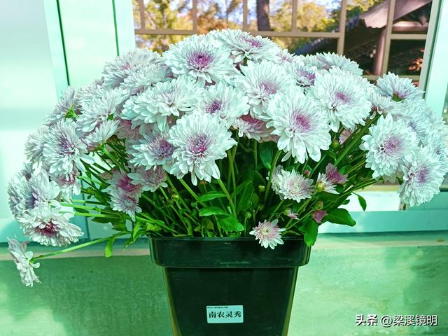 “中山秋韵，菊映盛世”，赏菊南京中山植物园（下）