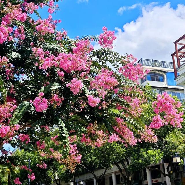 一封来自千岛湖的夏日情书，署名：紫薇花园
