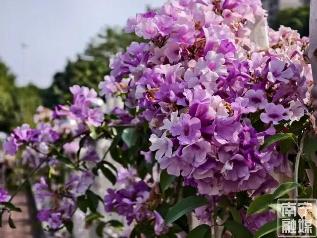 花开成瀑！南宁市花卉公园蒜香藤迎来今年第二次盛花期
