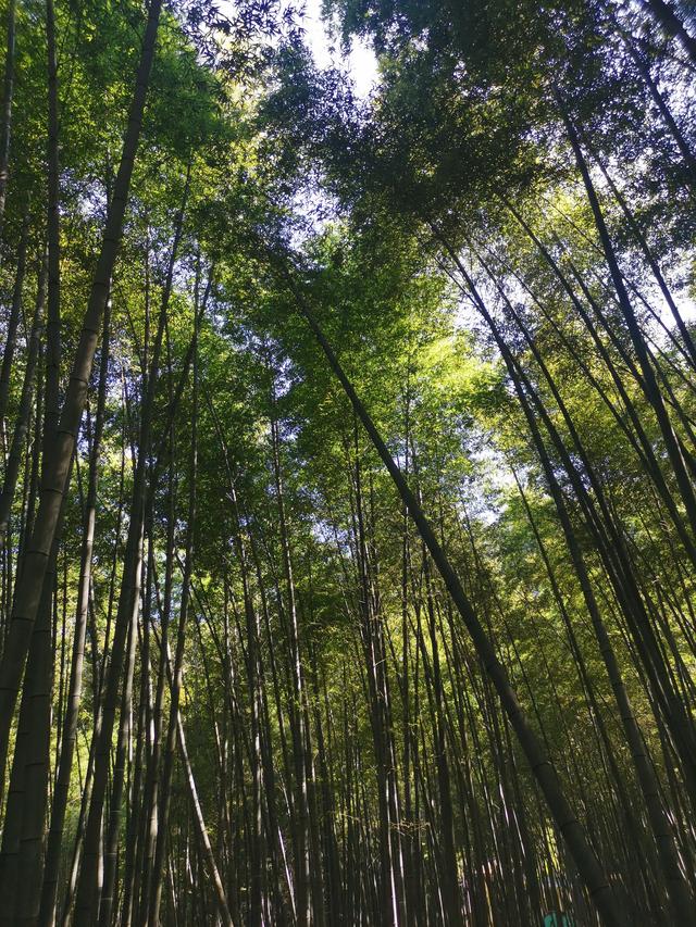 永川竹山茶海赋