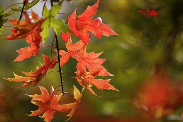 盘山 “红” 了！