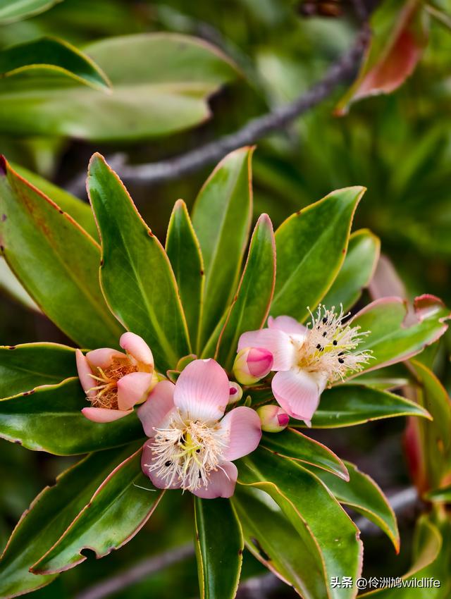 马来西亚(35)砂拉越州⑨峇哥国家公园徒步线路