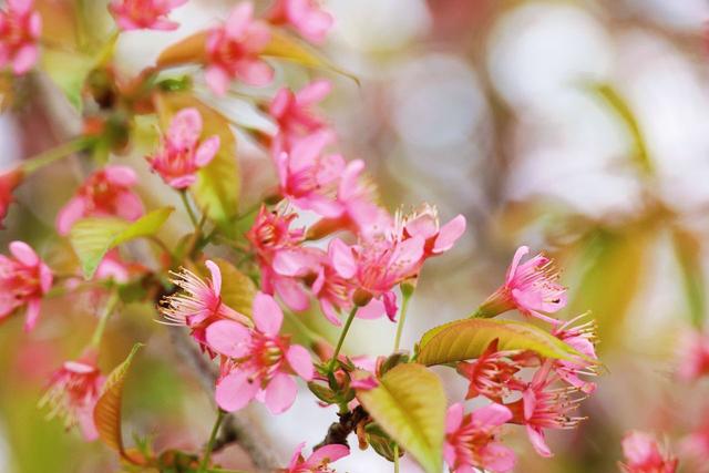 夹江茶山邂逅一场粉色浪漫