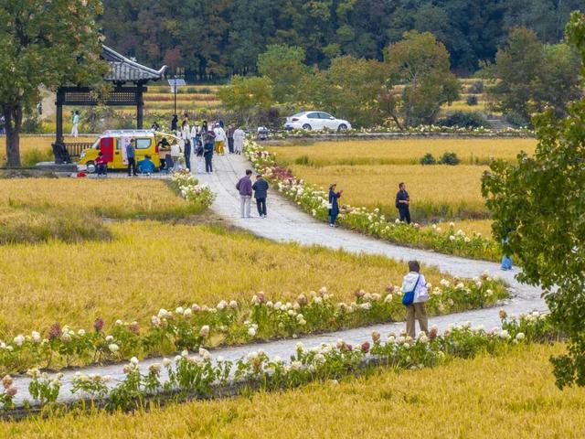 11月去塔川，邂逅乌桕树的“三级变色”，每棵树都是流动的油画