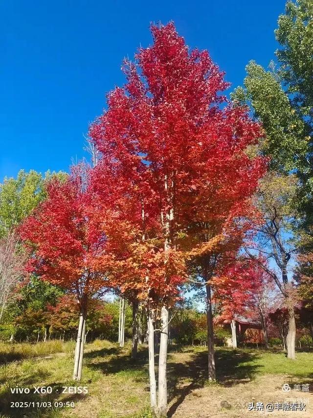 青岛即墨马山寻趣:一座地质公园的秋日私语|申艳娟