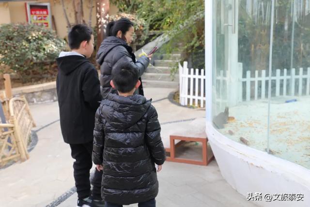 万福中国年！2026泰山石敢当景区春节灯会超多预告精彩来袭~