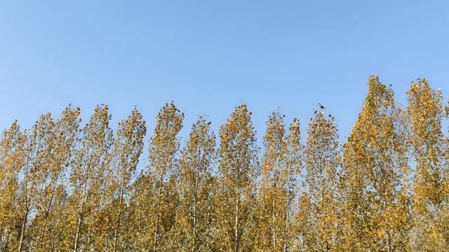 秋去冬来，邀您看红荷湿地的层林尽染，落叶如诗~~~