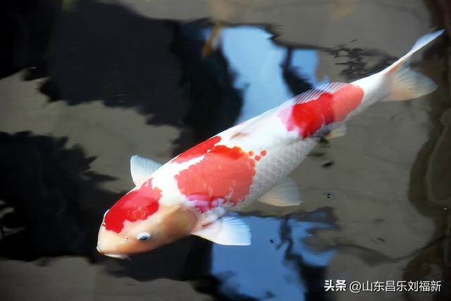 昌盛花园二期西区的冬景(下)