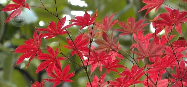 春城的秋天是什么颜色？来黑龙潭，给你一片火红的答案