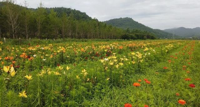 记者在一线丨秋日风景上线！岫岩生态湿地公园非洲菊绽放