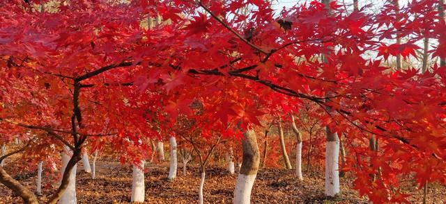 云南秋景疯玩指南！红叶、银杏，3条民族风路线承包你的绝美秋景