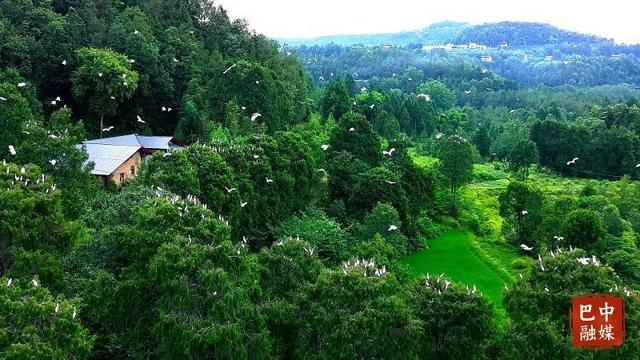 「巴中」“两山”理念的巴中实践——人鹭共处绘就“最美山居图”