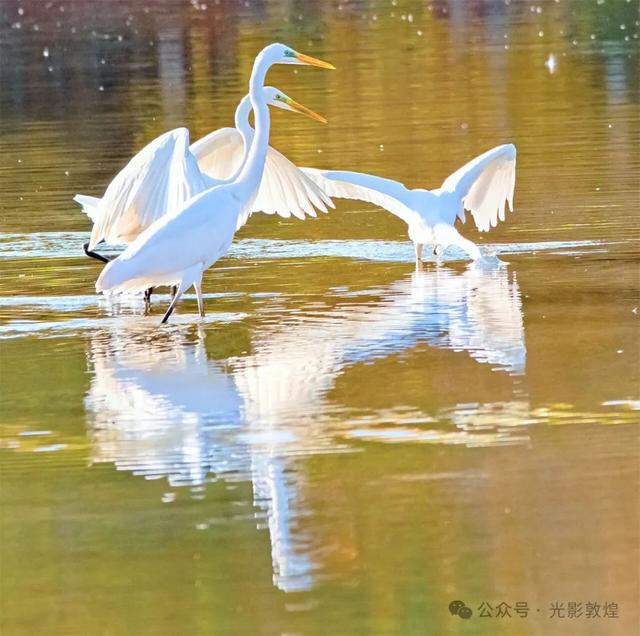 【近距离看敦煌】给党河风情线的秋色来个特写