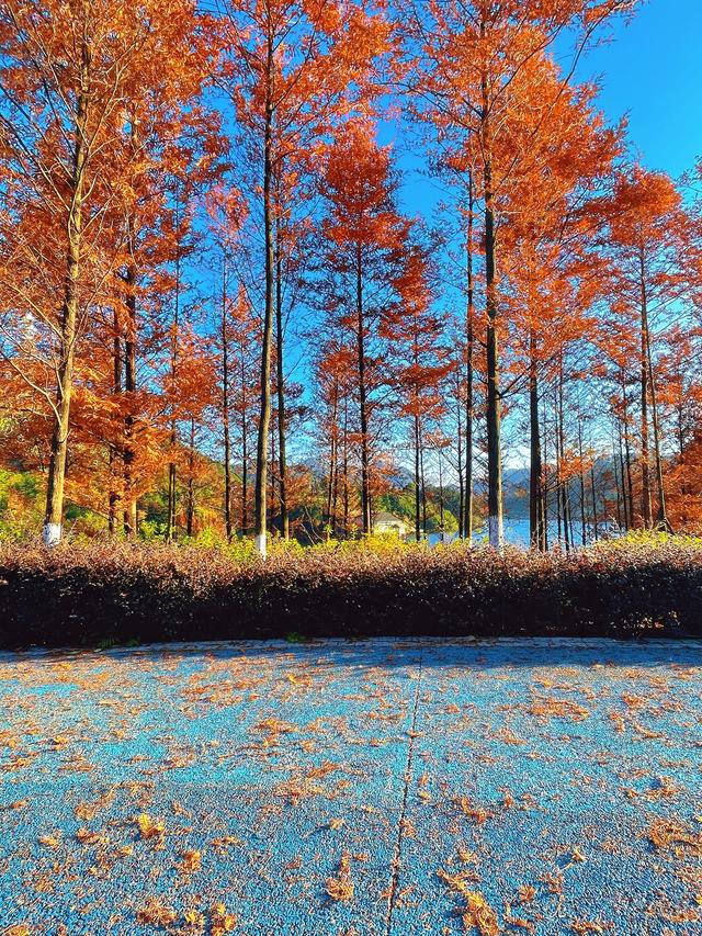 【初冬打卡指南】都匀绿博园“限定红杉雾镜”上线！