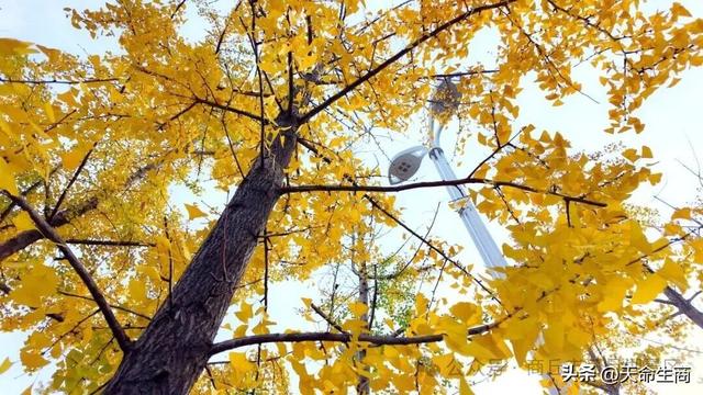 商丘日月湖景区：从来银杏不负秋