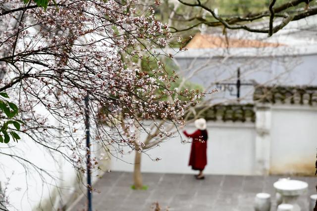 春景上新！市民游客竞相打卡阳明祠
