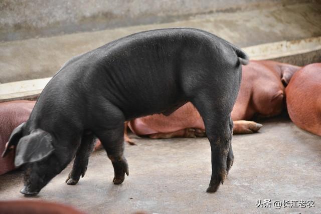 当年俗文化与乡村文化旅游有效衔接，“杀年猪”也就合法了