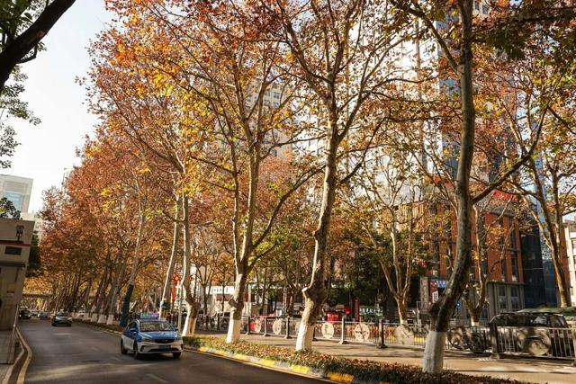 梧桐为笺，车流作墨——北京路写下一封贵阳版的“冬日情书”