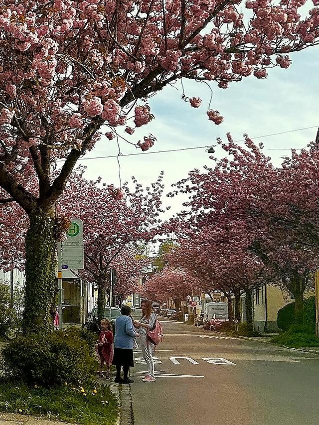 《 再见，德国 》