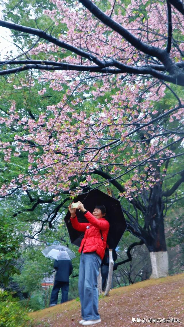 第一波樱花已盛放！带娃冲这里，市中心藏着粉色浪漫