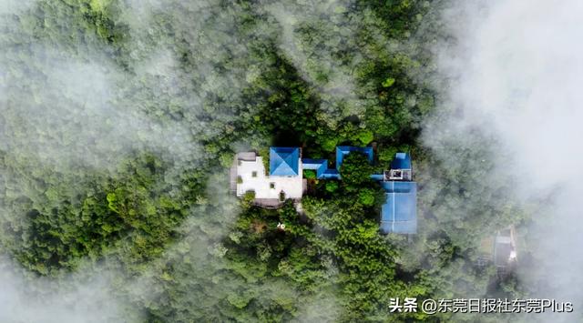 注意!东莞这个大型森林公园,明起恢复开放!