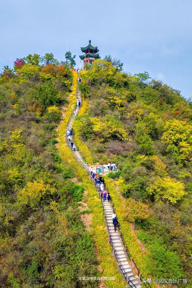 武汉这条登山花路爆火出圈