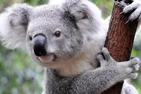 请远离生活里那些“不愿意麻烦别人”的人，他们是考拉型人格图片