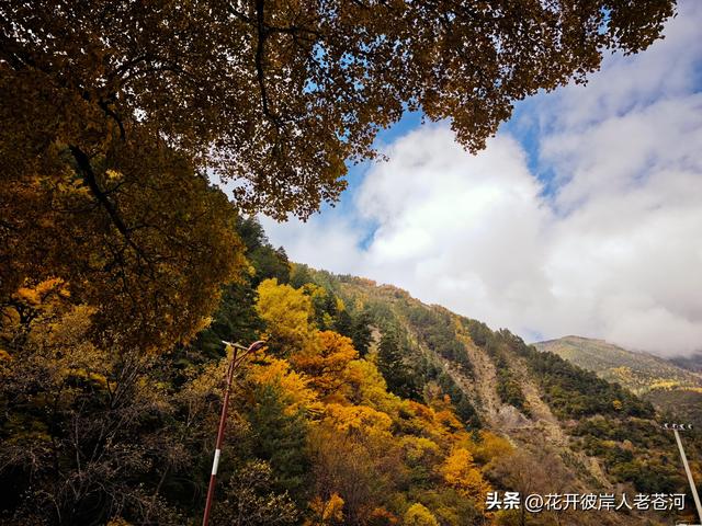 米亚罗彩林季，观赏一日游！