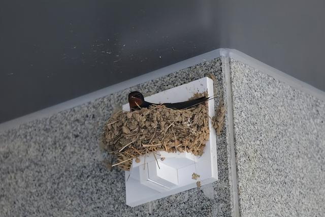 东北网友拍下大量燕子滞留，目击者：死了很多，已经飞不走了……