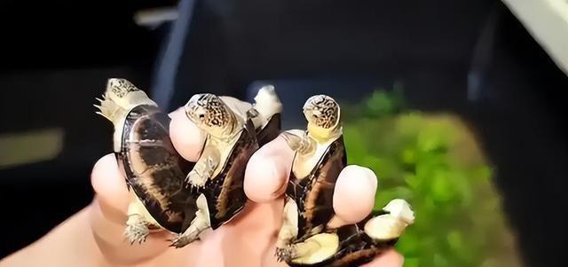 严禁入境后果严重！两女子在紧身裤内藏68只	，被广东海关查获