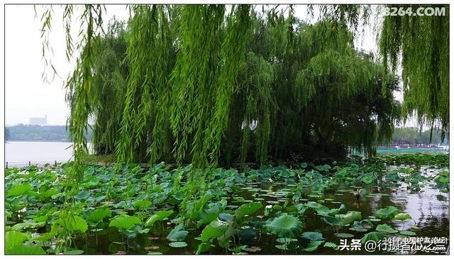 山东行游影记（12）—济南大明湖（一）