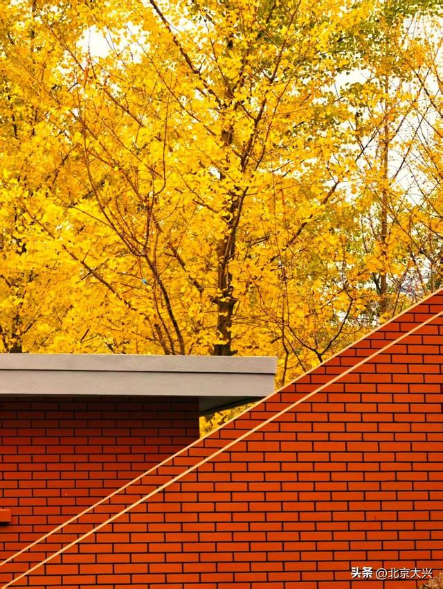 这果子的“歹毒”，足以毁掉整条大道的浪漫……怎么破？