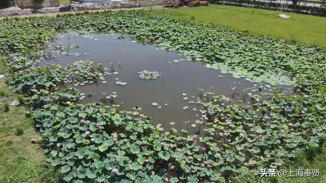 五宅村香水莲花基地开业，奉贤市民再添遛娃休闲新选择