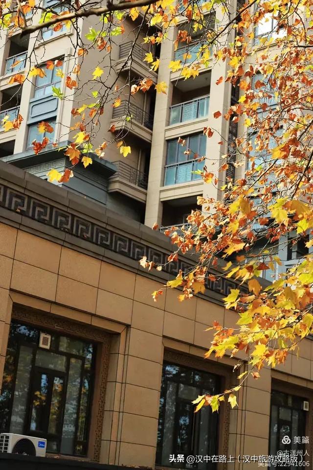 汉中老厂区的梧桐大道,太火了!