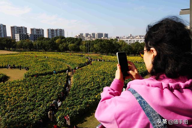 出站即入画，江苏苏州花桥地铁站向日葵花海浪漫触手可及